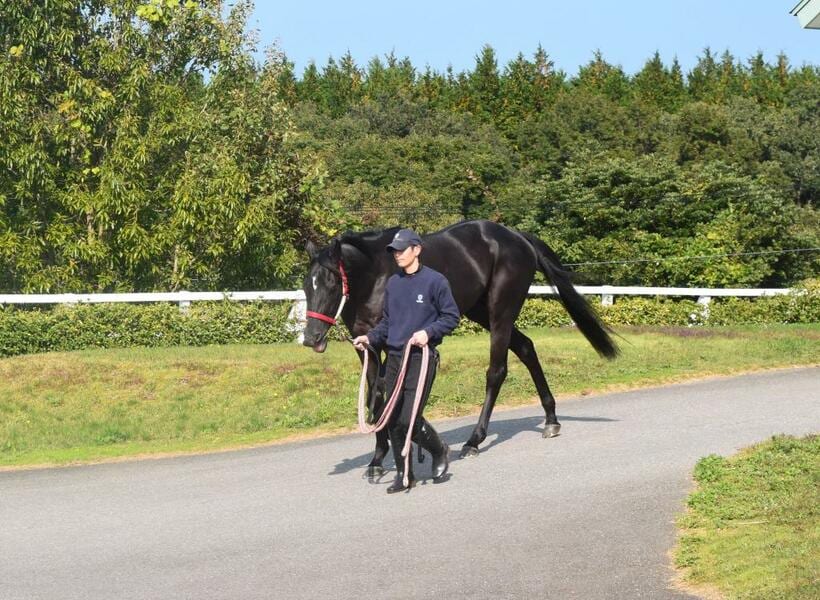 大山ヒルズに帰ってきたコントレイル（C)朝日新聞社