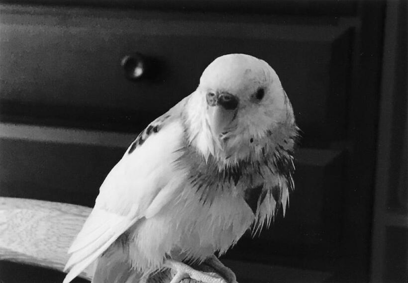 写真・図版（1枚目）| 第1328回　スヤスヤ寝るPちゃんにメロメロ