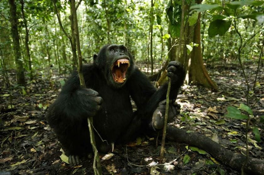 チンパンジー（ウガンダ・キバレ国立公園）「僕にできることは、けっして自分が脅威にならないという念を発しながら、そばに居続けることだけだった」（前川さん）■キヤノンEOS-1D X・EF16-35mm F4 L IS USM・ISO2500・絞り開放・1/125秒
