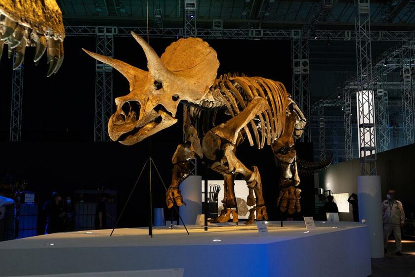 世界一美しいトリケラトプスの実物化石「レイン」。巨大な頭部と角が、いまにもこちらに迫ってくるような迫力だ（撮影／家老芳美）