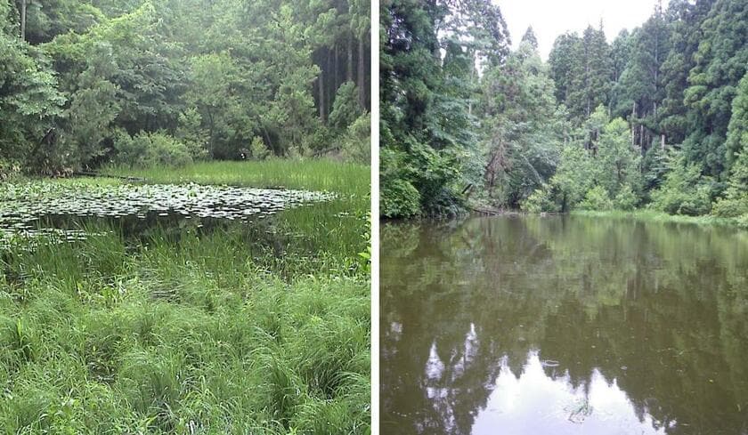 石川県金沢市のシャープゲンゴロウモドキの生息していた池。左はアメリカザリガニの侵入前で、水面には水草が生い茂っている。ところが、1990～2000年代にザリガニが侵入すると植生は消失し、水も茶色く濁っている（右）。シャープゲンゴロウモドキは絶滅し、ほかの水生生物もほとんど確認されなくなった（写真提供：西原昇吾氏）