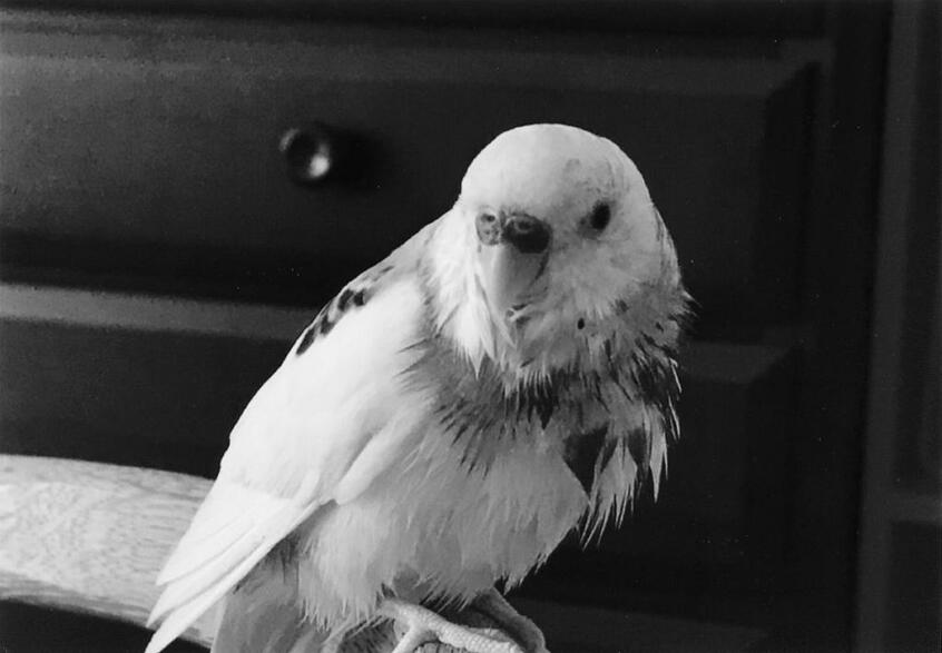 写真・図版（1枚目）| 第1328回　スヤスヤ寝るPちゃんにメロメロ