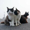 あいさつのキスをする漁港の猫「大丈夫だって。あいつ、全然見てないから。」【沖昌之】