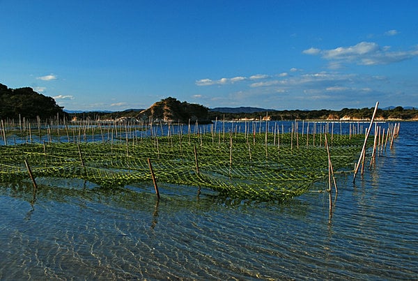 海苔粗朶（のりそだ） 養殖する海苔を付着させるため、浅い海中に立てる木や竹の枝。海苔篊 (のりひび)ともいう
