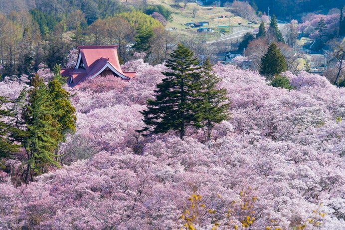 高遠城址公園の桜（長野県）