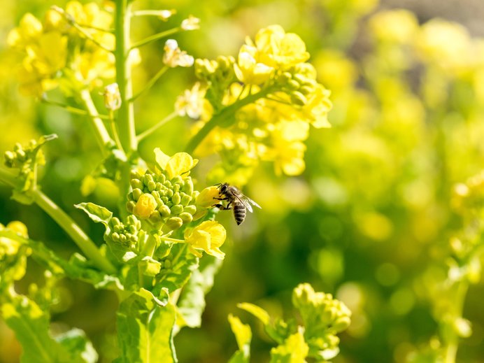 今の時期、3月は主に菜の花の花粉や蜜を集めます