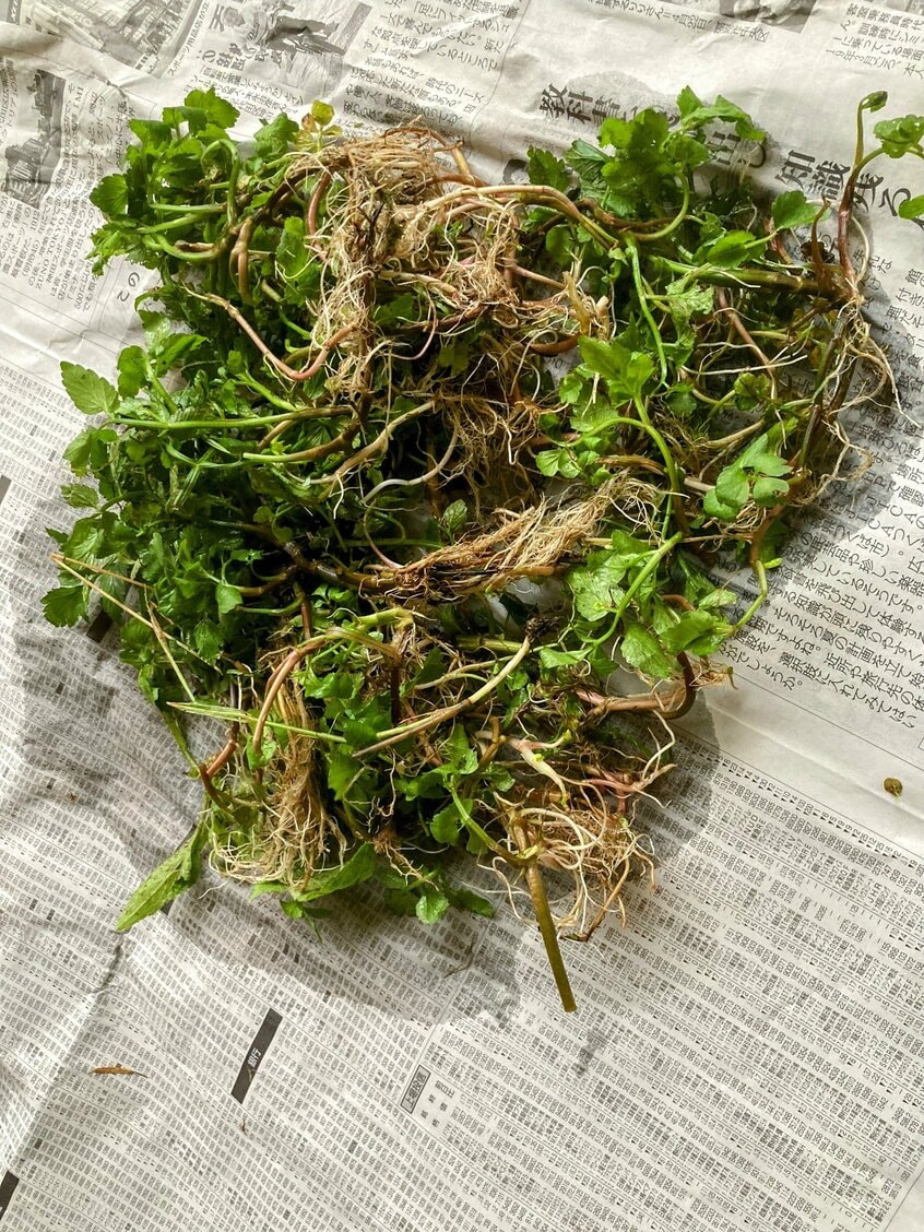 土産に持ち帰った「田ゼリ」。田んぼ的には雑草だがめっちゃ美味しいので一石二鳥!(写真/本人提供)
