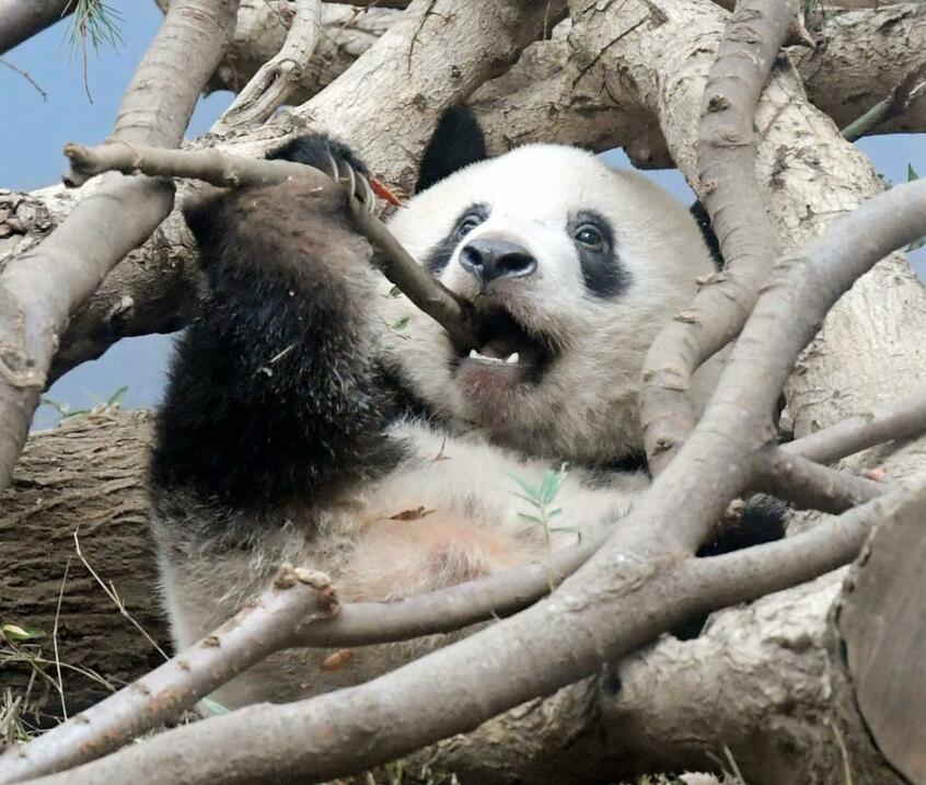 パンダ (c)朝日新聞社