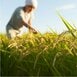 ｢米を増産せよ｣の大号令に｢今さら無理｣と農家の怒り   9割が「経営が苦しい」崖っぷちの事情