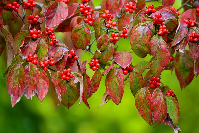 秋には赤い実をつけ、葉も紅葉します