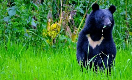 クマの第一撃は｢顔面パンチ｣で次に｢噛む｣の破壊力　救急医「『クマを殺すな』という人は実情を知って」