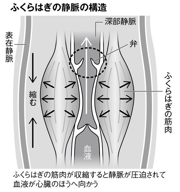 ふくらはぎの静脈の構造。ふくらはぎの筋肉が収縮すると静脈が圧迫されて血液が心臓のほうへ向かう