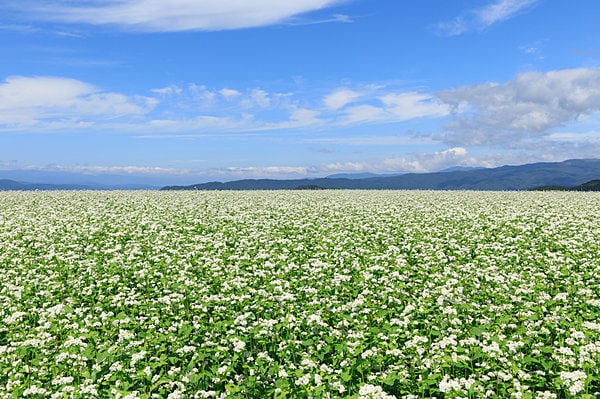 長野と言えば蕎麦！一面に咲く、可憐な蕎麦の花（画像はイメージ）