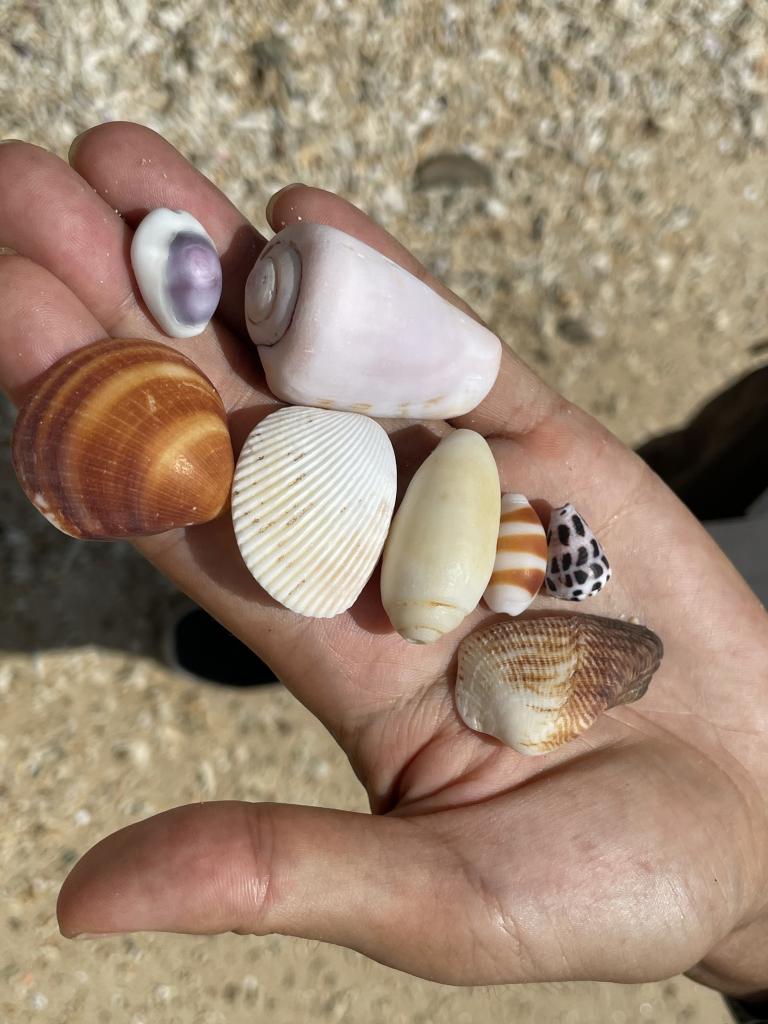 瀬嵩浜で拾い集めた貝殻。色も大きさも驚くほど豊富だ（ｐｈｏｔｏ　編集部・渡辺　豪）