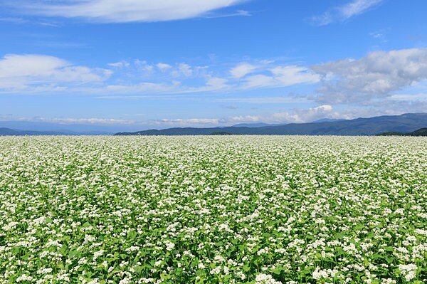 長野と言えば蕎麦！一面に咲く、可憐な蕎麦の花（画像はイメージ）