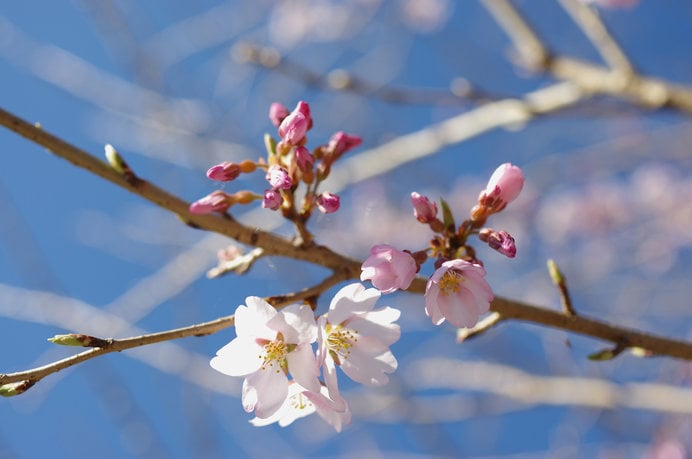 桜は標本木に5〜6輪以上咲くことが開花条件になります