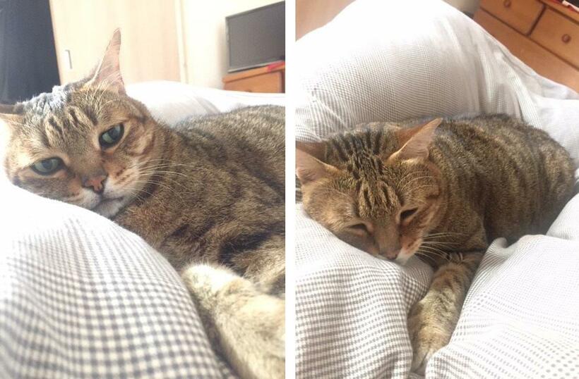 レンズの位置が猫目線（左）と人間目線（右）の場合の比較。左は表情がよくわかる。スマホで撮影　（撮影／鎌田倫子）