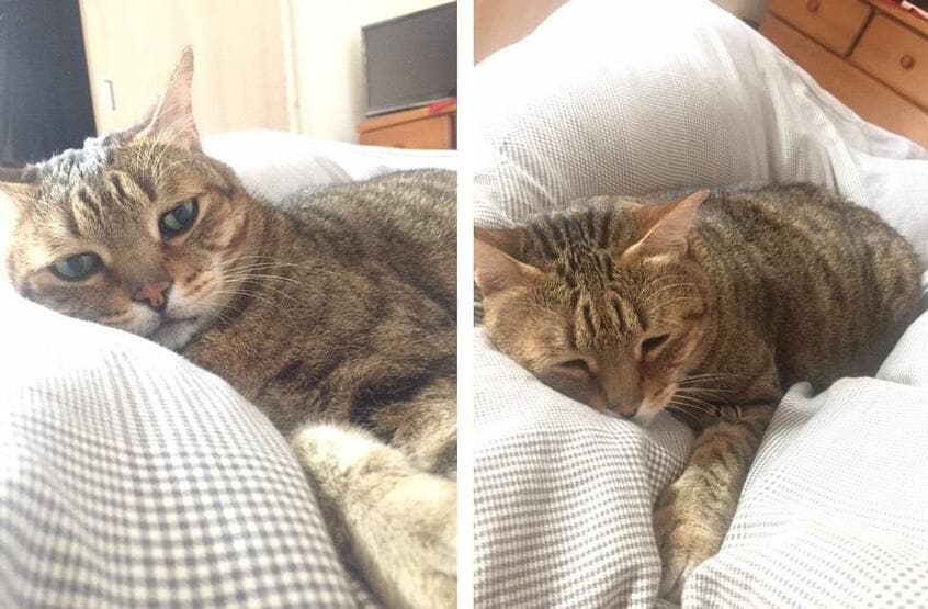 レンズの位置が猫目線(左)と人間目線(右)の場合の比較。左は表情がよくわかる。スマホで撮影 (撮影/鎌田倫子)