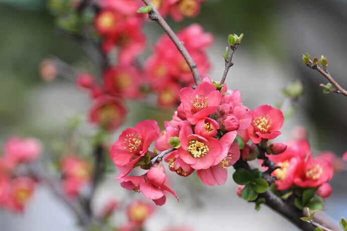 ボケには梅とも桜とも違う独特のあでやかさが
