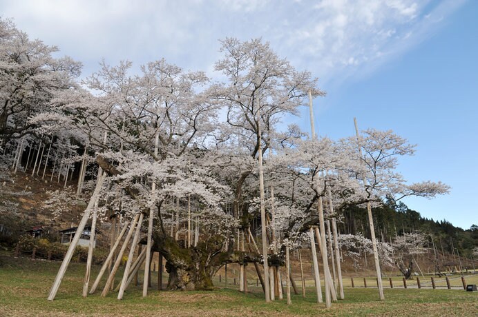 日本三大桜の一つ、淡墨桜は樹齢1500余年を誇ります