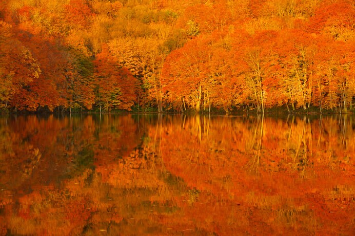 日が昇りゆく一瞬、静寂の湖面が紅葉に染まる様をおさえた「奇跡の一枚」