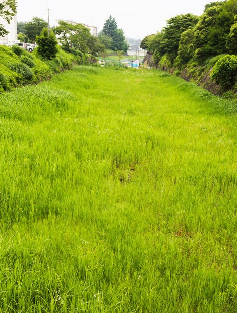 除草前（撮影／写真部・植田真紗美）