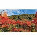 この紅葉を平安貴族も愛でていた「1000年の紅葉」5選 永観堂、嵐山から大原野神社まで