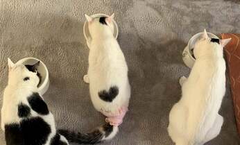 半身不随の愛猫はハンデがあってもキャットタワーをすいすい お転婆娘と飼い主が描く将来とは?