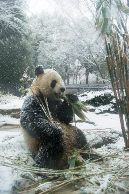 パンダが目の前にいるような“ライブ感”が、高氏さんの写真の魅力(写真:高氏貴博さん提供)