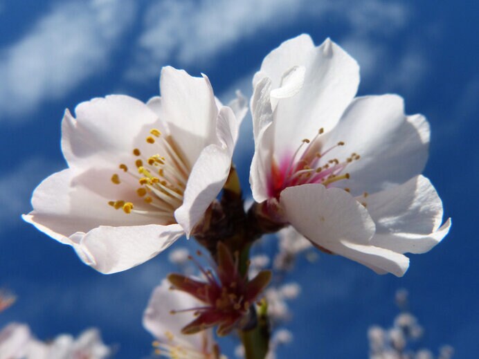 アーモンドの花