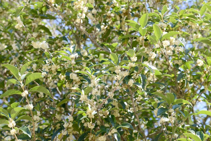 ギンモクセイ。カロテノイドの多寡で純白から薄橙まで、花色には個体差があります