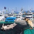 茶トラ猫のちょっかいにグレー猫はやさぐれ気味「もう知らんがニャ」【沖昌之】