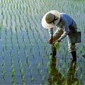 激化するJA全農vs.大手コメ卸の“コメ集め”バトル 2027年度まで高値が続くことも予想