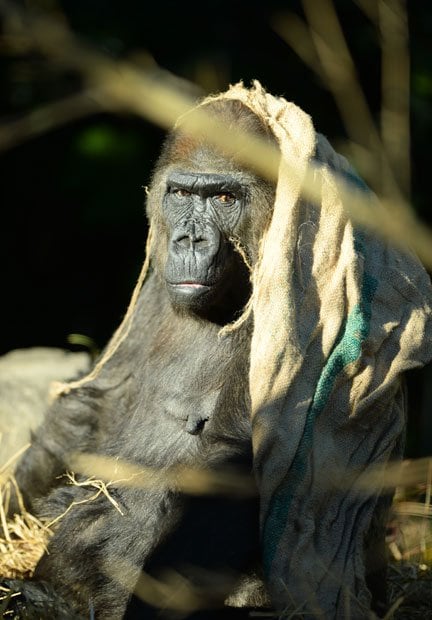 ４３歳ピーコ　♀ニシローランドゴリラ上野動物園／東京頭から布をかぶっているのがトレードマーク。視力がよく、奇麗な色や柄を好み、夏は麻布を水に浸してからかぶる。群れる習性を嫌い、ゴリラだが一匹狼の傾向がある。成人病予防のため、果物から野菜中心の食生活になった。毛の色が薄く変色してきたのもご愛嬌平均寿命３５年（撮影／写真部・東川哲也）