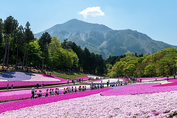 日本有数の芝桜の名所、埼玉県秩父市「羊山公園」