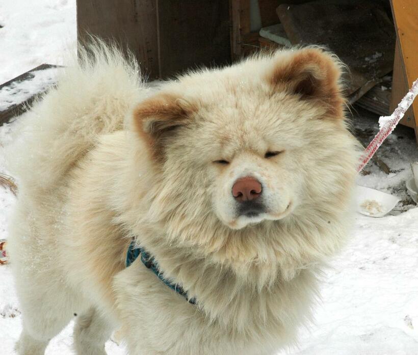 「ブサかわいい」（不細工でかわいい）と愛されたわさお＝２００９年２月、青森県鰺ケ沢町　（ｃ）朝日新聞社