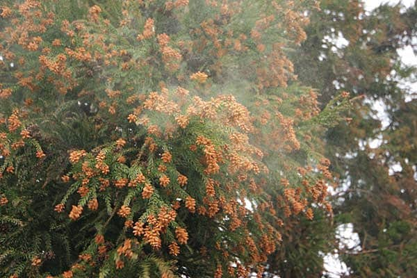 今年もスギ花粉が飛散開始