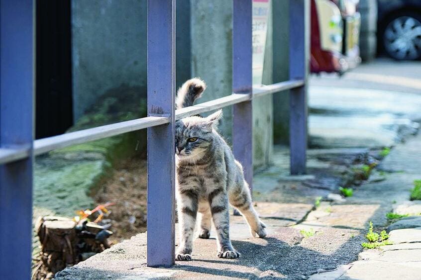 坂の上、崖沿いの道で尾曲がり猫がガードレールに体をすりつけながら近寄ってきた