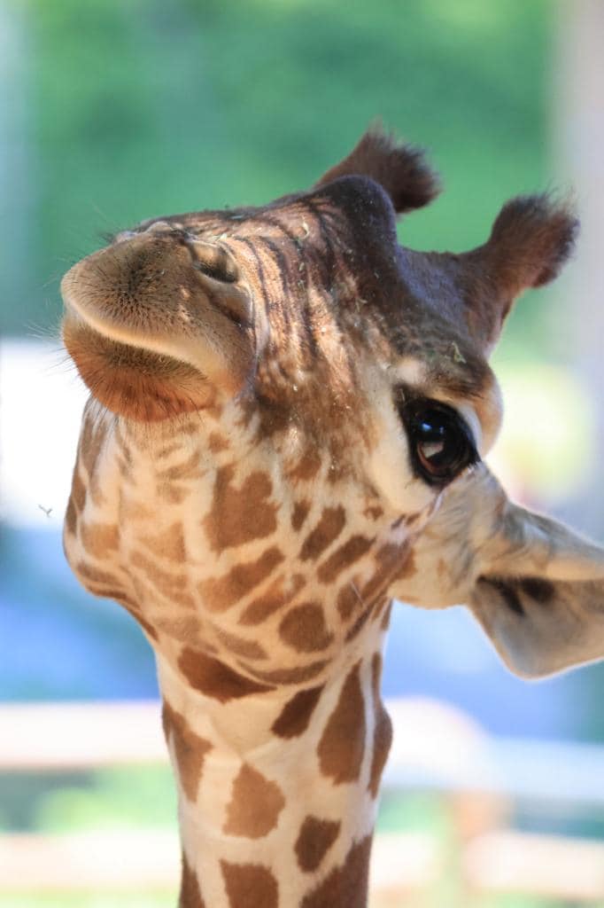 今年６月に安佐動物公園（広島市）から多摩動物公園にお嫁に来た「アカリ」（写真：にゃんたろうさん提供）