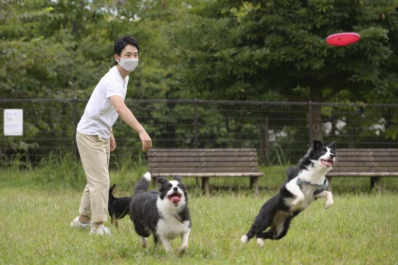 ときどき、愛犬のボーダーコリー２匹と、少し遠出してドッグランで遊ぶ。名前は、シルバとビビ。「かわいいでしょ？　めちゃくちゃ走ります」（写真／関口達朗）