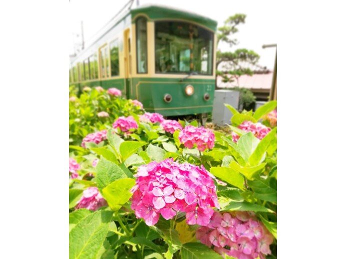 線路沿いには紫陽花が咲いています