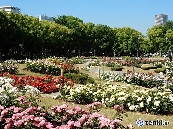 靭公園 ５月20日　撮影：日本気象協会関西支社 渡辺かおる