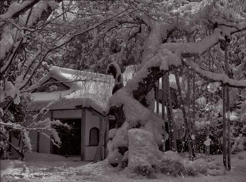 常照皇寺の九重桜（京都市右京区）。京都における国の天然記念物に指定されている桜はこの一本のみ。大雪の日、住職に撮影を願い出ると「新雪に足跡をつけないならよろしい」と許された■ペンタックス645・smcペンタックス64555ミリF2.8・トライX