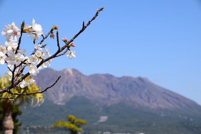 可憐な桜の背景には、雄大な桜島！