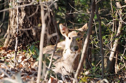 埼玉県こども動物自然公園　シカとカモシカの谷