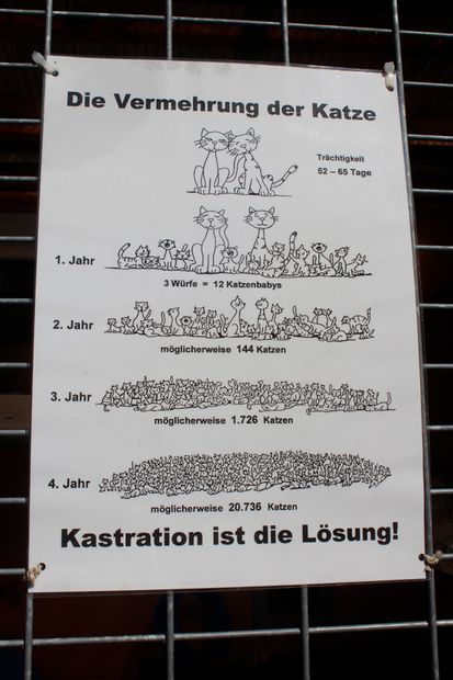 子どもにもわかりやすい猫の繁殖力を伝えるポスター（ドイツ）