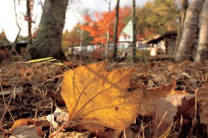 柳生さんが「落ちたての落ち葉」とよんでいる新鮮な落ち葉をローアングルで撮影。後ろは代表を務めている八ヶ岳倶楽部
