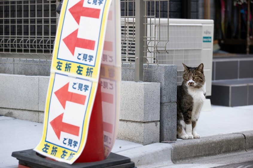 Canon　EOS－1D　X　Mark　Ⅲ・f4・1／1000秒・ISO1000（撮影／猫写真家・沖昌之）