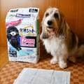 「松阪牛」などブランド肉活用したおやつも 注目集めるペット用品のプレミアム化