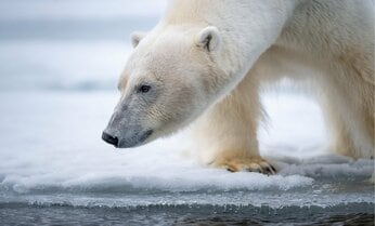 進化する動物、しない動物がいるのはなぜ? 動物学者・今泉忠明先生が子どもたちに伝える「生き物のふしぎ」